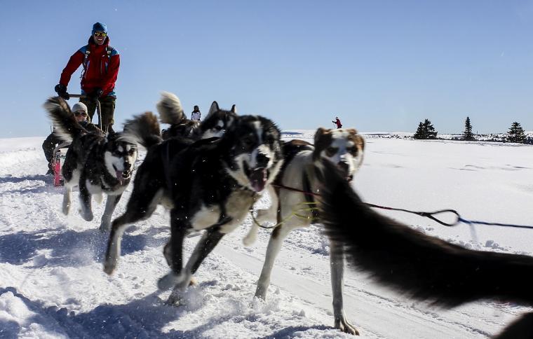 Sjusjöen Husky Tours