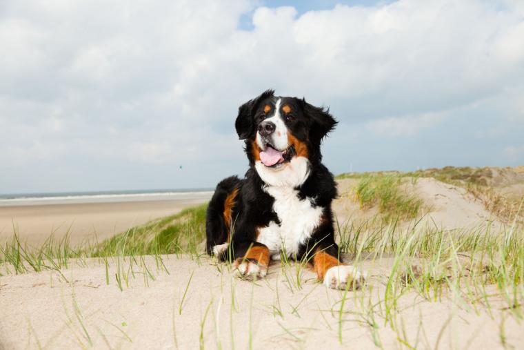 Ta med din hund till Gotland