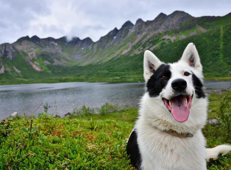 Hund på semester i Norge med berg i bakgrunden