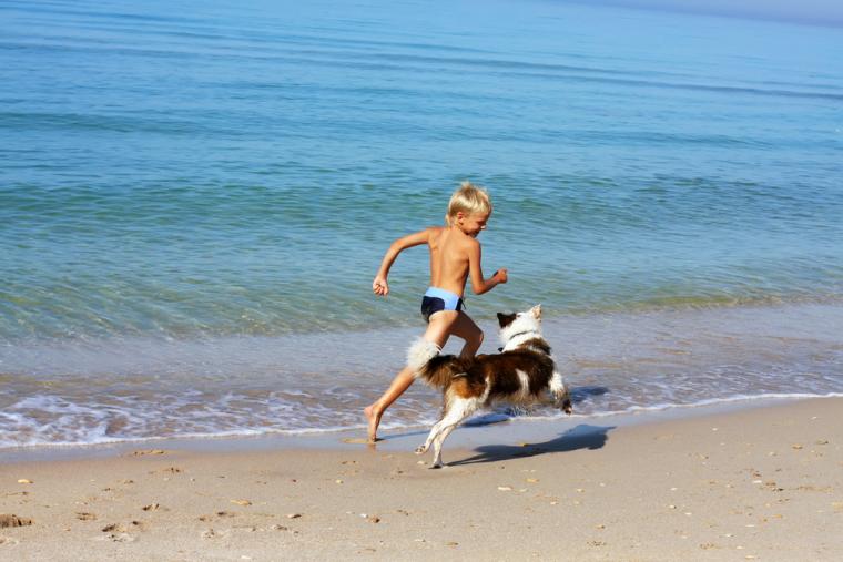 Hyr stuga som välkomnar hund på Römö