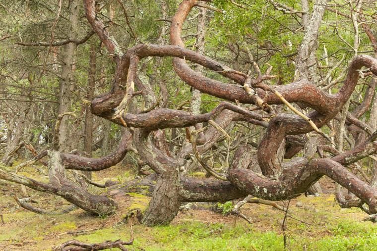 Trollskogen på norra Öland