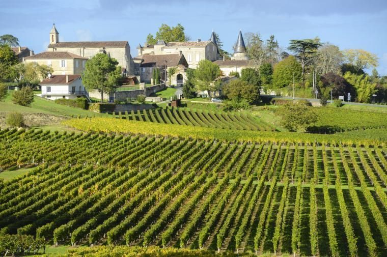 Vingård i Bordeaux