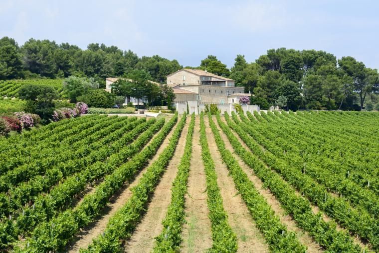Vingård i Languedoc