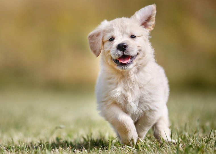 Låt hunden få uppleva en semester i Ystad