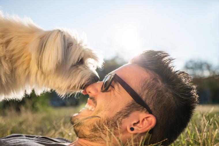 Stugor på Gotland med hund