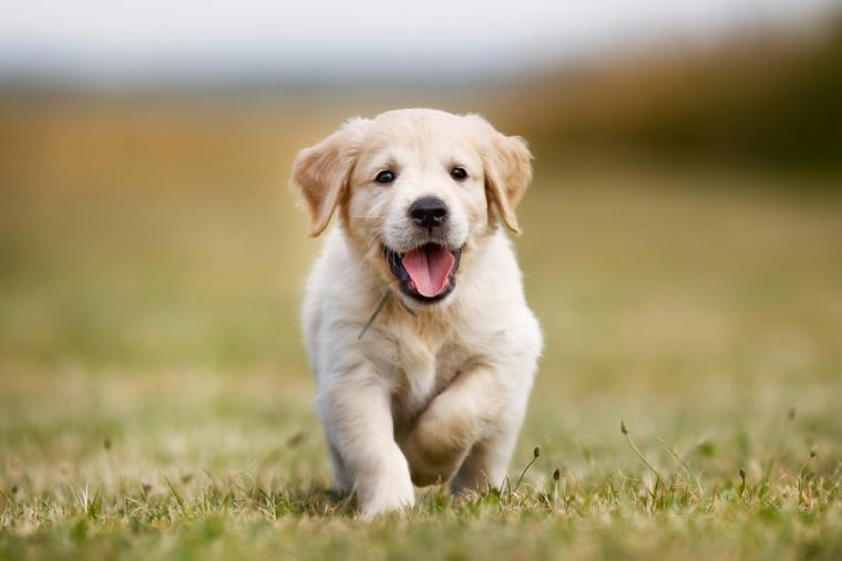 Vi har gott om stugor i Halland som välkomnar din hund