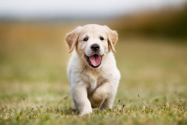 Ta med hunden på höstlovet