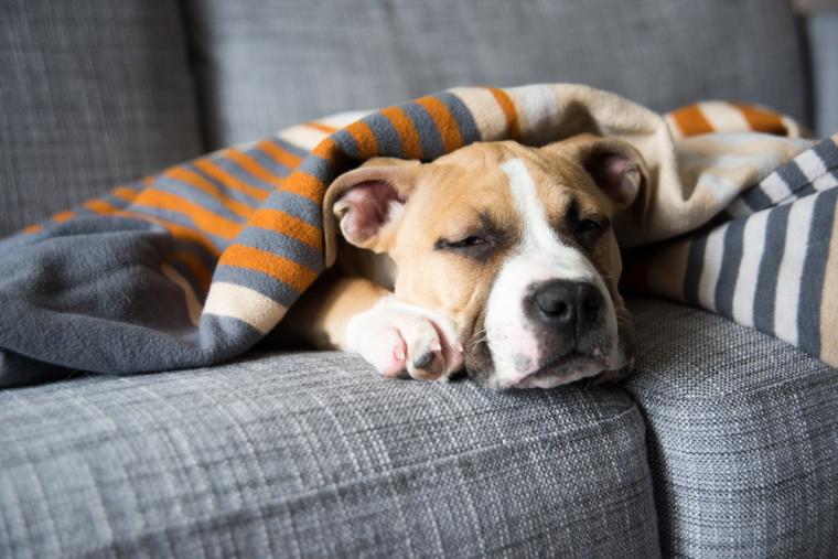 Låt hunden följa med till stugan