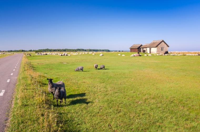 Upplev Ölands speciella natur