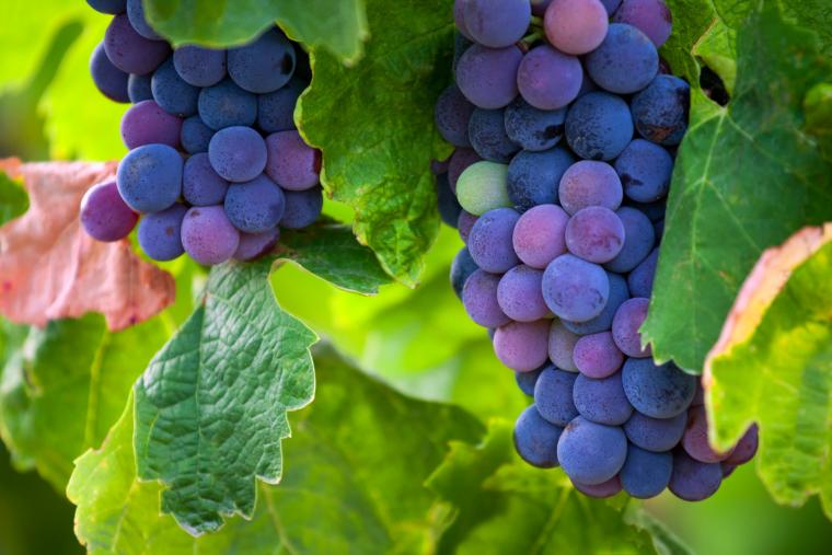Gironde för vinälskaren