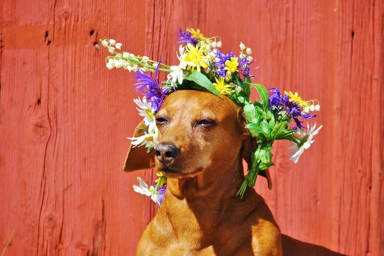 Ta med din hund till våra stugor i Sverige i sommar