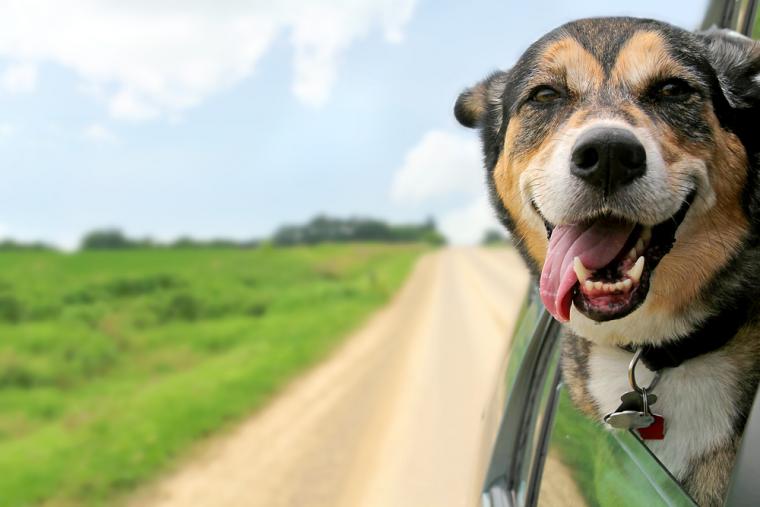 Upplev Römö med hund