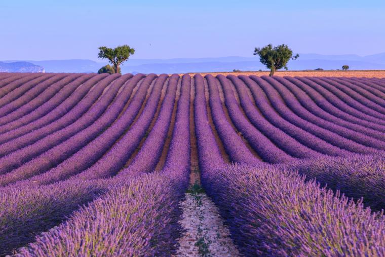 Provence lavendelfält