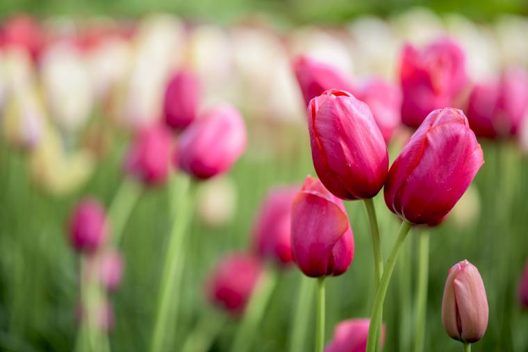 Njut av de vackra blomsterfälten i Noord-Holland