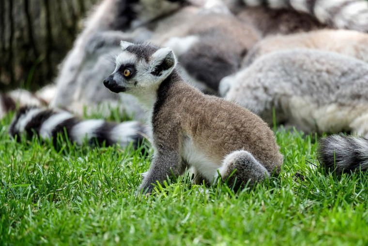 Lemurer i Bioparc Fuengirola