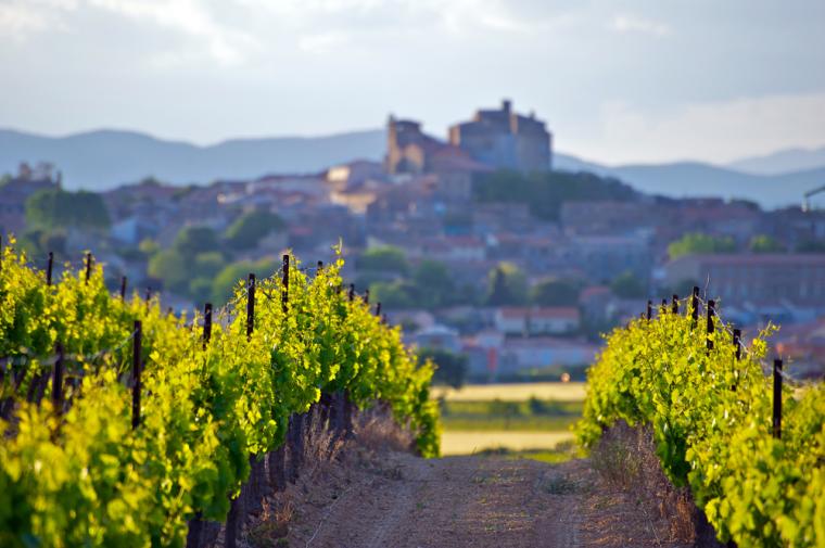Vinområde i Languedoc, Frankrike