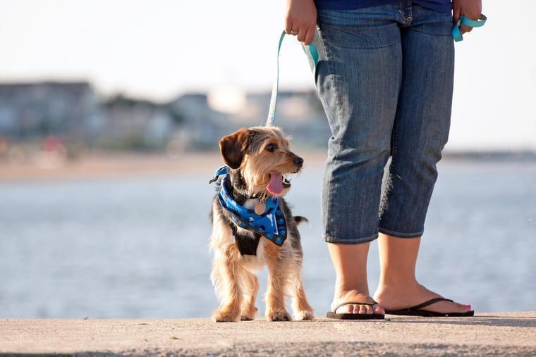 Med hund på Västkusten