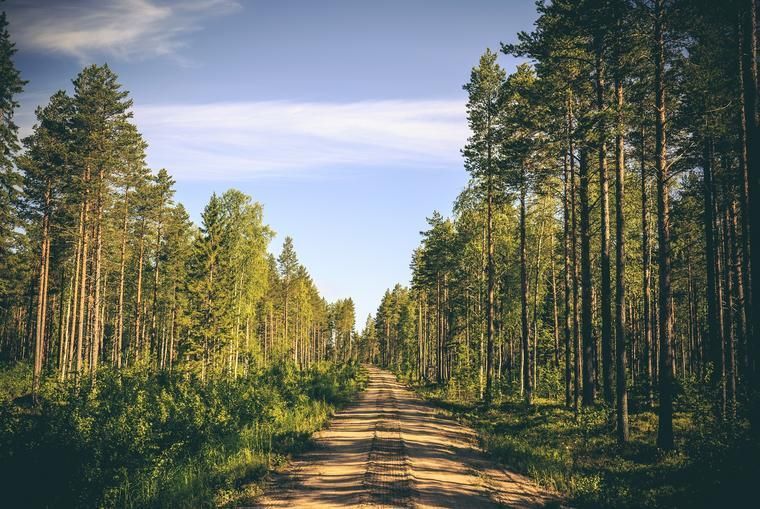 Hyra stuga Jämtland höstlovet