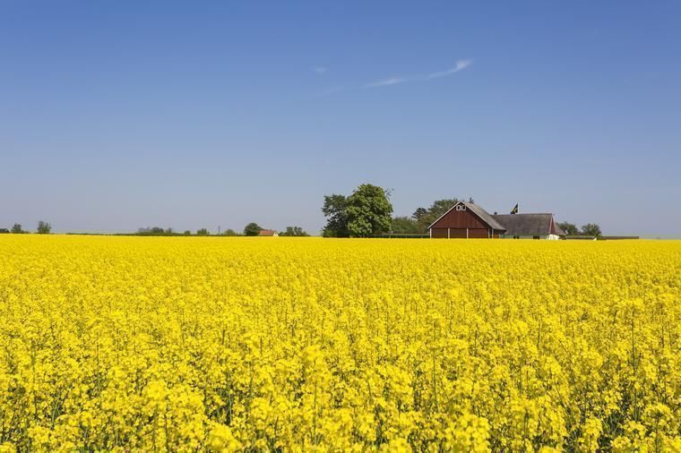 Rapsfält i Skåne